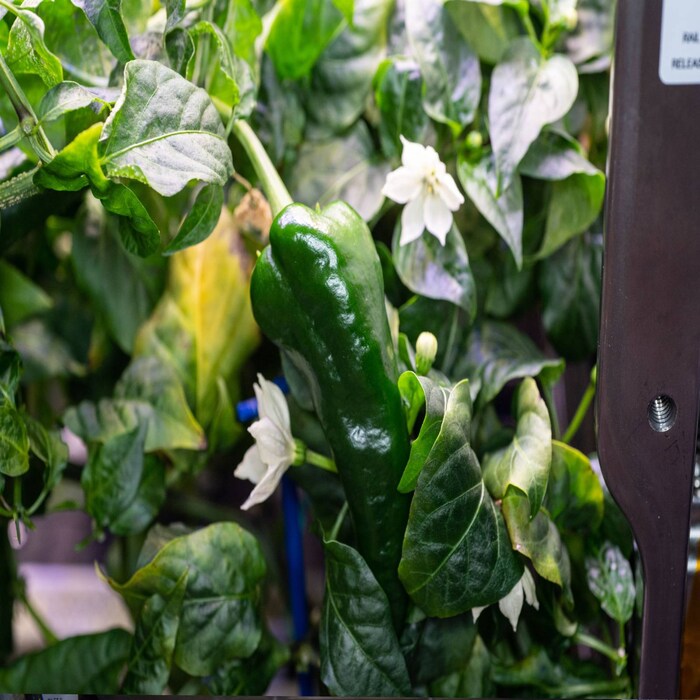 NASA, International Space Station, ISS, astronauts, Space Tacos, Green Chili grown in Space, ISS Grown vegetable, Megan McArthur, Twitter Account, Space AGENCY, Megan McArthur, green chili grown on ISS, Mars Mission, Science, Space Science, Space Exploration, interesting news, bizarre news, bizarre story, Weird News, viral news, world news, world news in hindi, strange news, odd news, shocking news, offbeat news, trending news