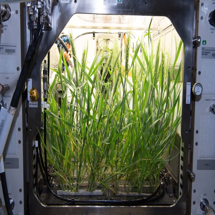 NASA, International Space Station, ISS, astronauts, Space Tacos, Green Chili grown in Space, ISS Grown vegetable, Megan McArthur, Twitter Account, Space AGENCY, Megan McArthur, green chili grown on ISS, Mars Mission, Science, Space Science, Space Exploration, interesting news, bizarre news, bizarre story, Weird News, viral news, world news, world news in hindi, strange news, odd news, shocking news, offbeat news, trending news