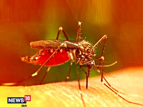 Tips To Kill Mosquito Larvae : स्वयंपाकघर, स्नानगृह, बाल्कनी, बाग इत्यादीमध्ये पाणी साचू न देणं खूप महत्त्वाचे आहे. पण जर अळ्या कुठेही दिसल्या तर तुम्ही घरीच सोप्या टिप्सने तयार केलेल्या द्रावणाच्या मदतीने डासांच्या अळ्या (Tips To Kill Mosquito Larvae) नष्ट करू शकता.