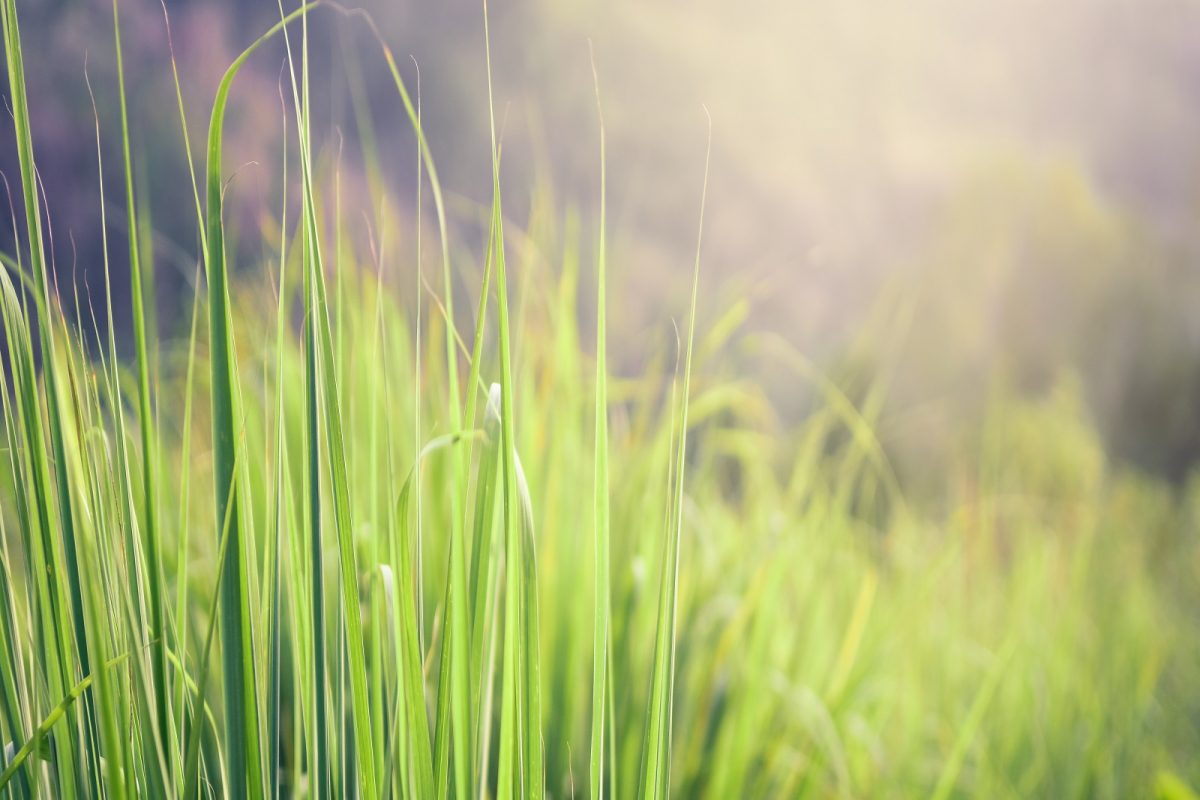 Medicinal Plants: घर किंवा घराभोवती नेहमी असाव्यात या 5 वनस्पती; रोगराईपासून मिळतं संरक्षण