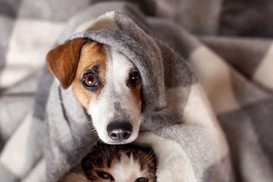 Pet Care Tips In Winter: हिवाळ्यात तुमच्या आवडत्या पाळीव प्राण्यांची अशी घ्या काळजी, फॉलो करा हे 5 उपाय