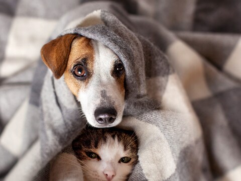 Pet Care Tips In Winter: माणसाचे प्राण्यांवर जेवढे प्रेम आहे, त्यापेक्षा कितीतरी पटीने जास्त प्रेम आणि निष्ठा प्राण्यांकडून मिळते. आपल्यासोबत राहताना प्राणी आपल्या कुटुंबाचा एक भाग बनतात. त्यांच्या आरोग्याची काळजी घेणं (Pet Care) ही आपली महत्त्वाची जबाबदारी बनते.