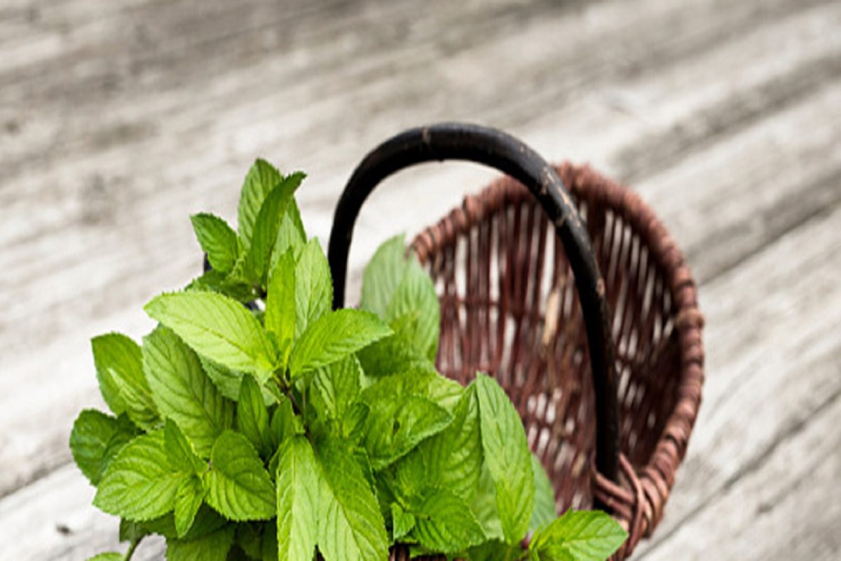 विशेषत: उन्हाळ्यात अनेकांना प्रवासाचा त्रास होतो, यासाठी पुदिन्याची पाने, पुदिन्याच्या गोळ्या किंवा त्याचे सरबत सोबत ठेवा. जेव्हा प्रवासात तुम्हाला कोणतीही अडचण वाटेल तेव्हा ते घ्या.
(सूचना : येथे दिलेली माहिती सामान्य वैद्यकीय माहितीवर आधारित आहे. न्यूज 18 लोकमत त्याची हमी देत नाही.)