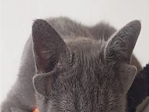 चार कान असलेली मांजर (Cat with four ears getting famous and viral on social media) सध्या सोशल मीडियावर जोरदार व्हायरल होत आहे. 