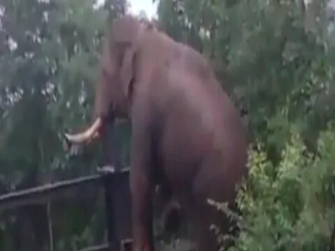 एका हत्ती त्याच्यापेक्षा उंच असलेल्या (Video of an elephant crossing a fence goes viral) कुंपणावरून चढून पलीकडे गेल्याचा व्हिडिओ सध्या जोरदार व्हायरल होत आहे.