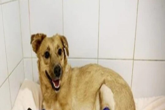कुत्र्याला मिळालं नवं आयुष्य, 4 लाख रुपये खर्चून बसवले कृत्रिम पाय; पाहा VIDEO