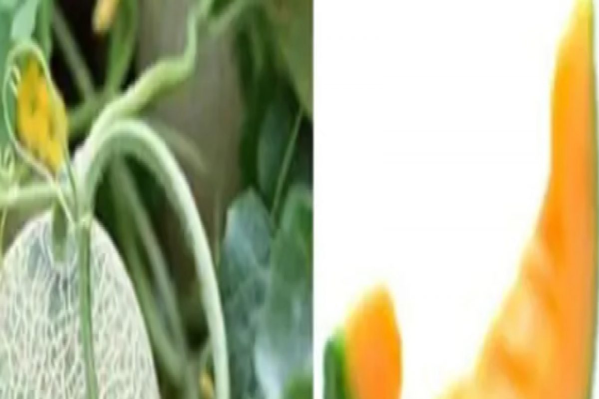 जगातलं सगळ्यात महागडं फळ! एका किलोच्या किंमतीत येईल अंगभर सोनं