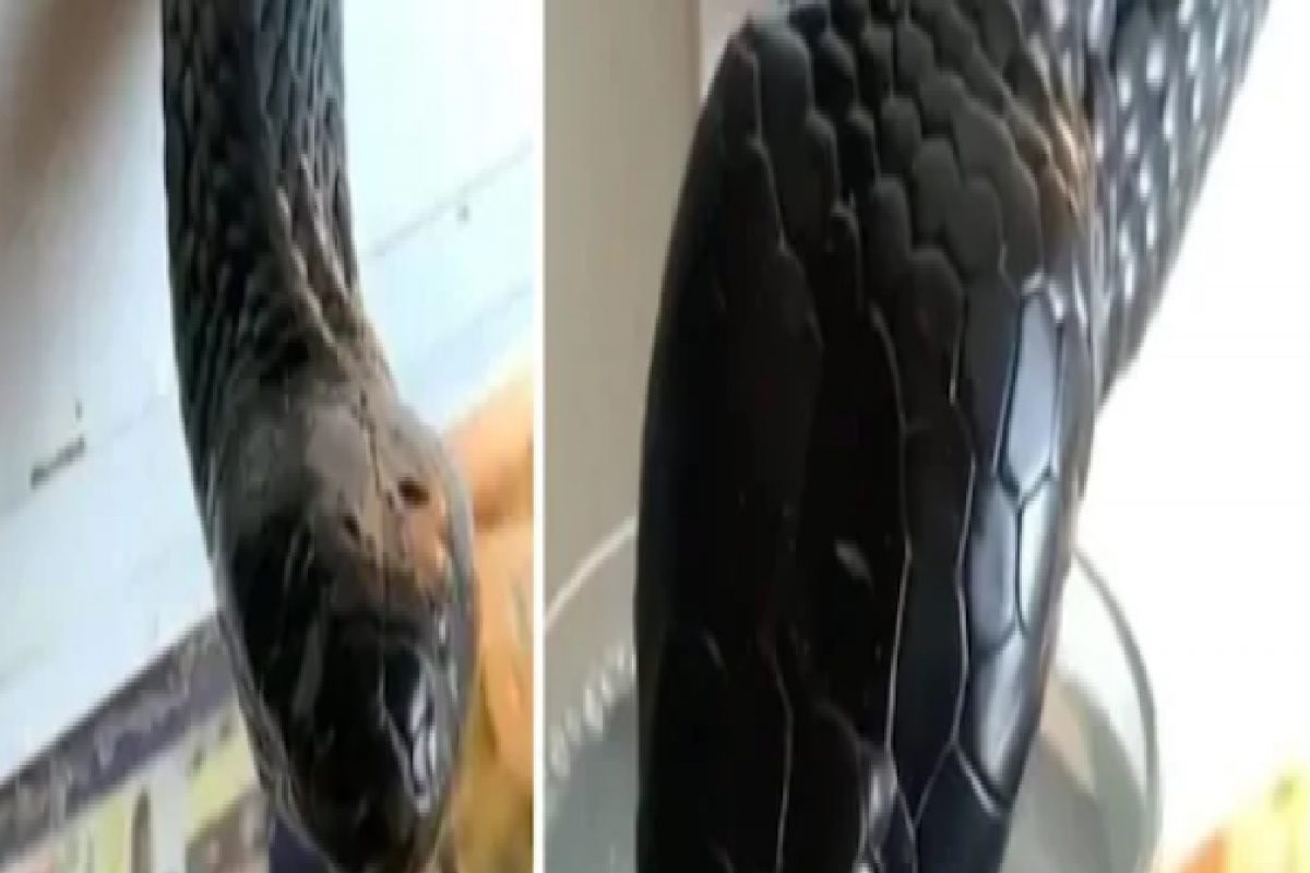 Black Cobra पितोय ग्लासमधून पाणी, VIDEO पाहून फुटेल घाम