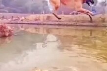 जोरदार गाजतेय वाघ आणि कुत्र्याची लढाई, जाणून घ्या Viral Video मागचं सत्य जोरदार गाजतेय वाघ आणि कुत्र्याची लढाई, जाणून घ्या Viral Video मागचं सत्य