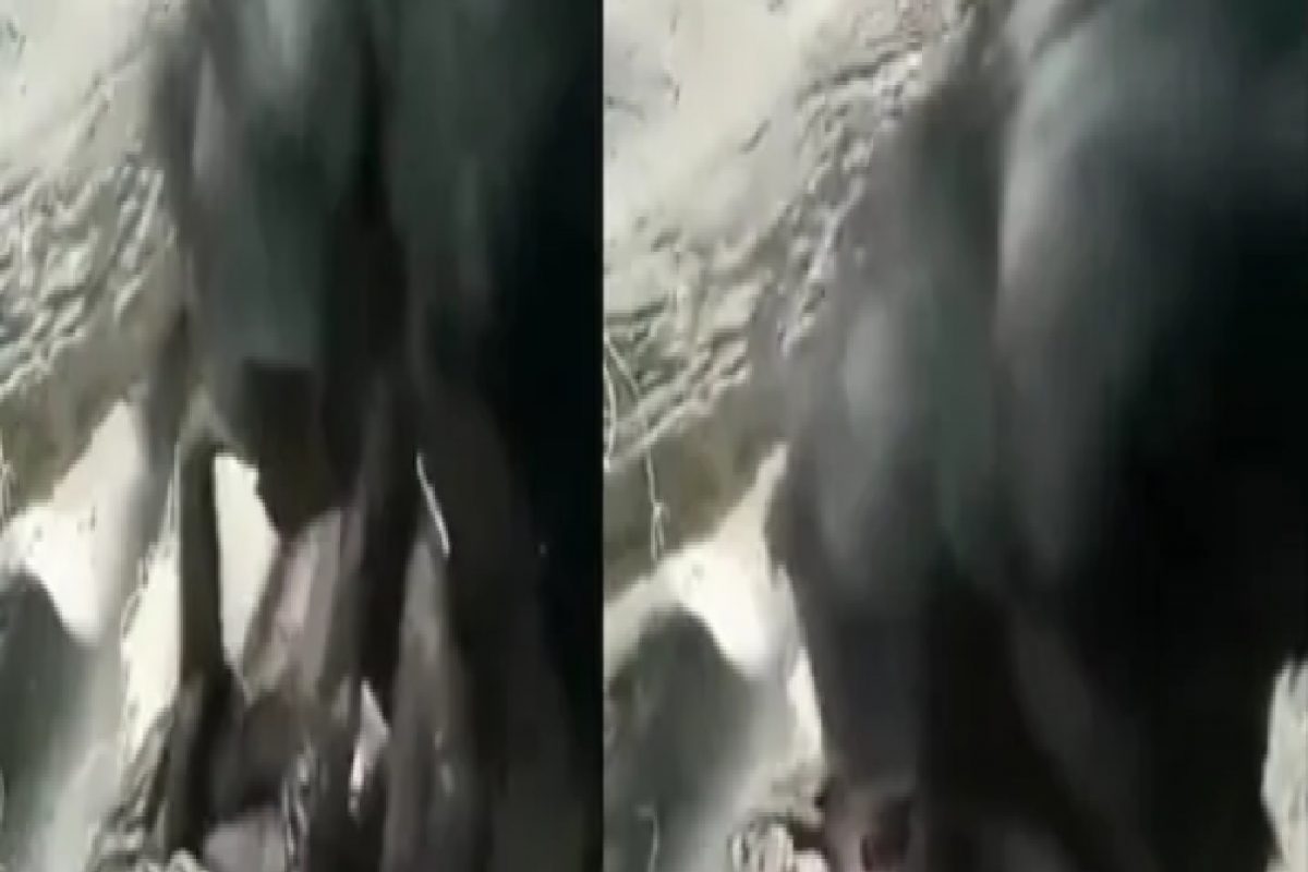 कोण म्हणतं प्राण्यांना भावना नसतात? हा VIDEO पाहून बदलेल मत