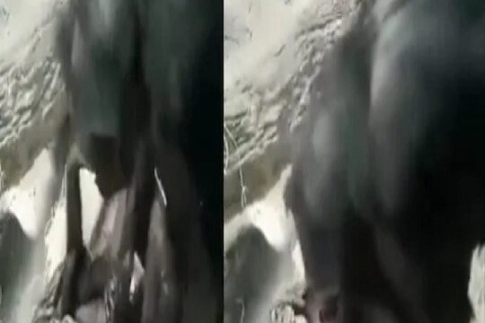 कोण म्हणतं प्राण्यांना भावना नसतात? हा VIDEO पाहून बदलेल मत