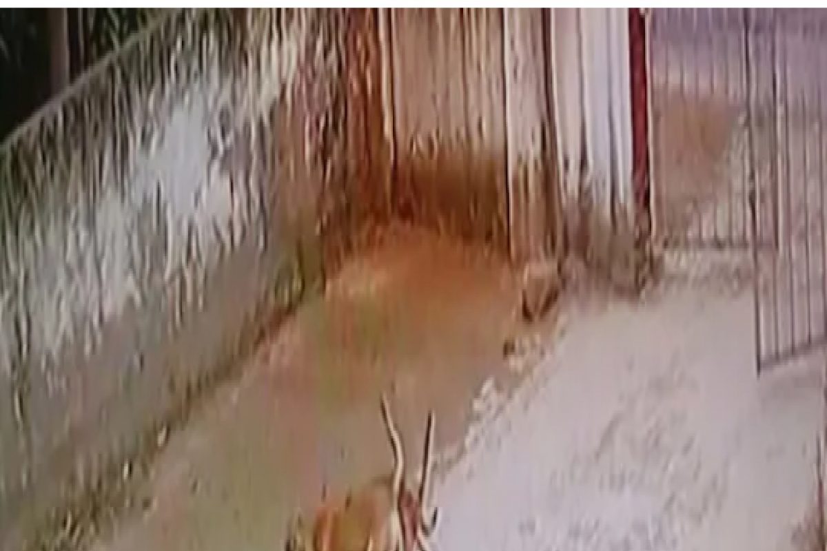 भयंकर! भटक्या कुत्र्यांचा चिमुकलीवर हल्ला, तोडले लचके; पाहा VIDEO