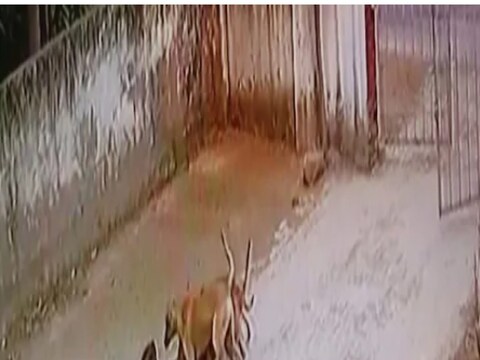 भटक्या कुत्र्यांनी एका लहान (Stray dogs attack small girl video goes viral) मुलीवर हल्ला केल्याचा व्हिडिओ सध्या सर्वांच्याच काळजाचा थरकाप उडवत आहे. 