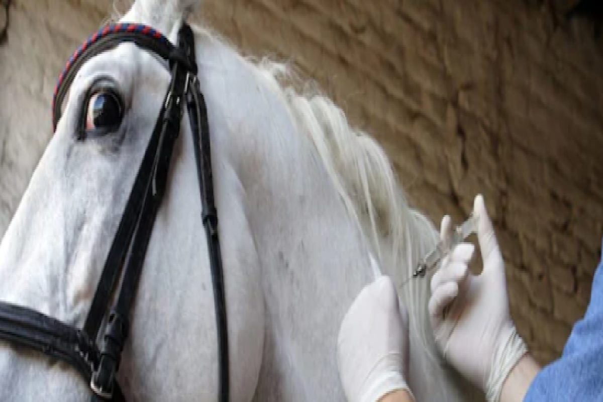 लेडी डॉक्टरनं मित्रांना दिलं घोड्यांचं इंजेक्शन, मस्ती पडली महागात