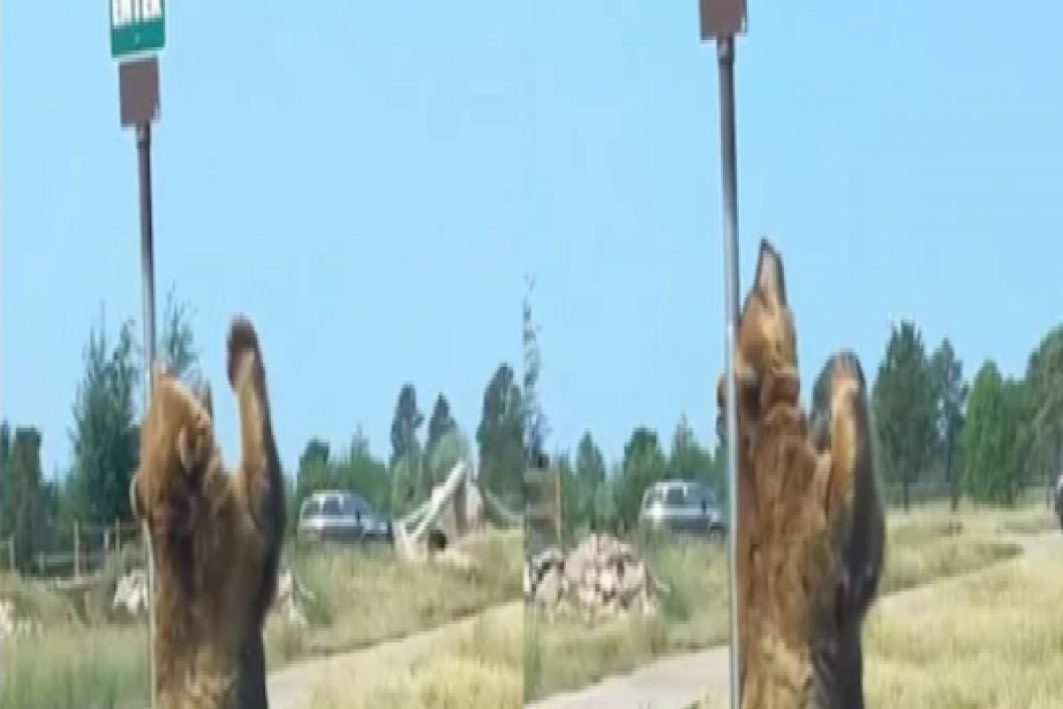 अस्वलाने केला Poll Dance, बघणारे झाले खूश; पाहा मजेशीर VIDEO