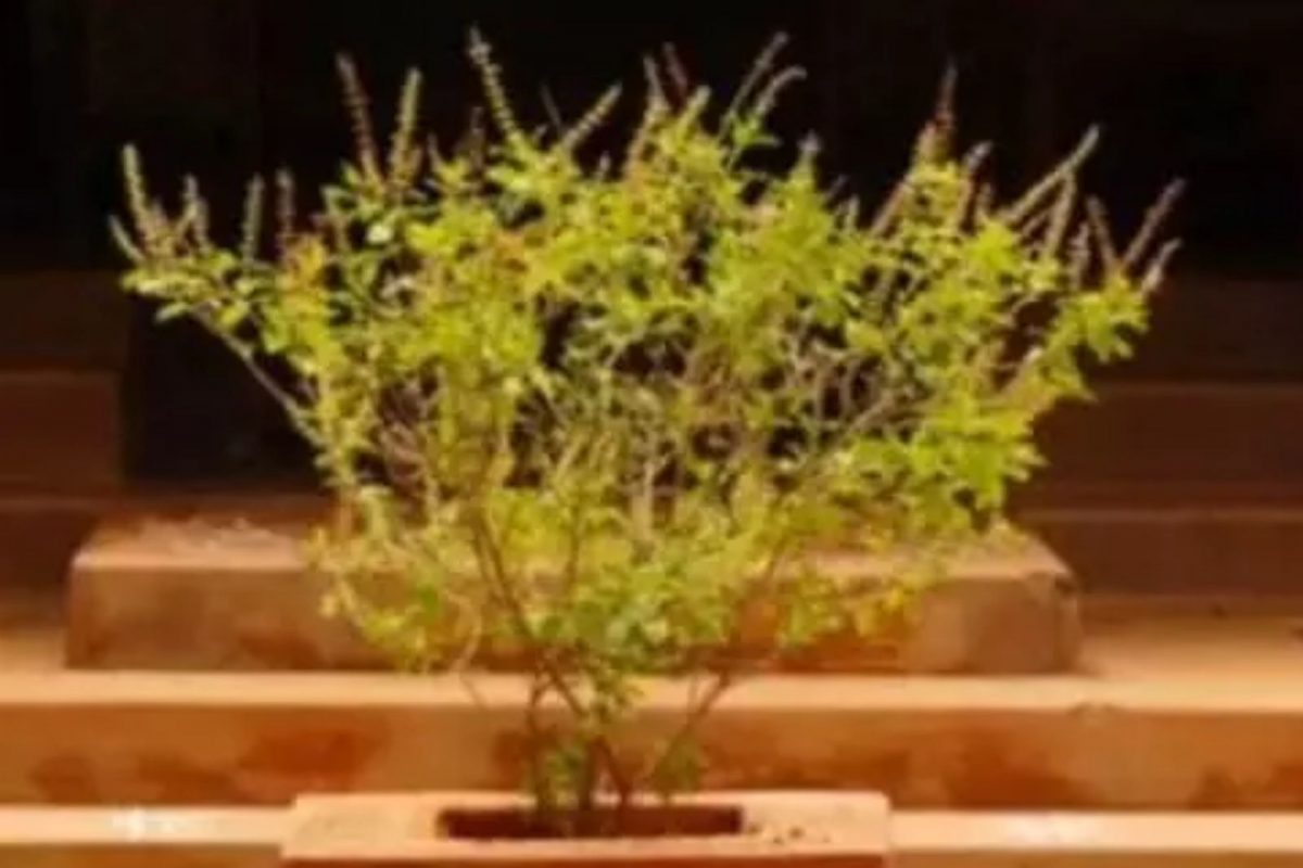 तुळस -
हिंदू धर्मात तुळशीला विशेष महत्त्व आहे. घराच्या अंगणात तुळशीचे रोप लावावे, असे वास्तुशास्त्रात सांगितले आहे. याशिवाय घराच्या पूर्व किंवा ईशान्य दिशेला तुळशीचे रोप लावणे शुभ मानले जाते. अशा प्रकारे तुळशीचे रोप लावल्यास आर्थिक अडचणी दूर होतात. सोबतच घरात आनंद अबाधित राहतो.