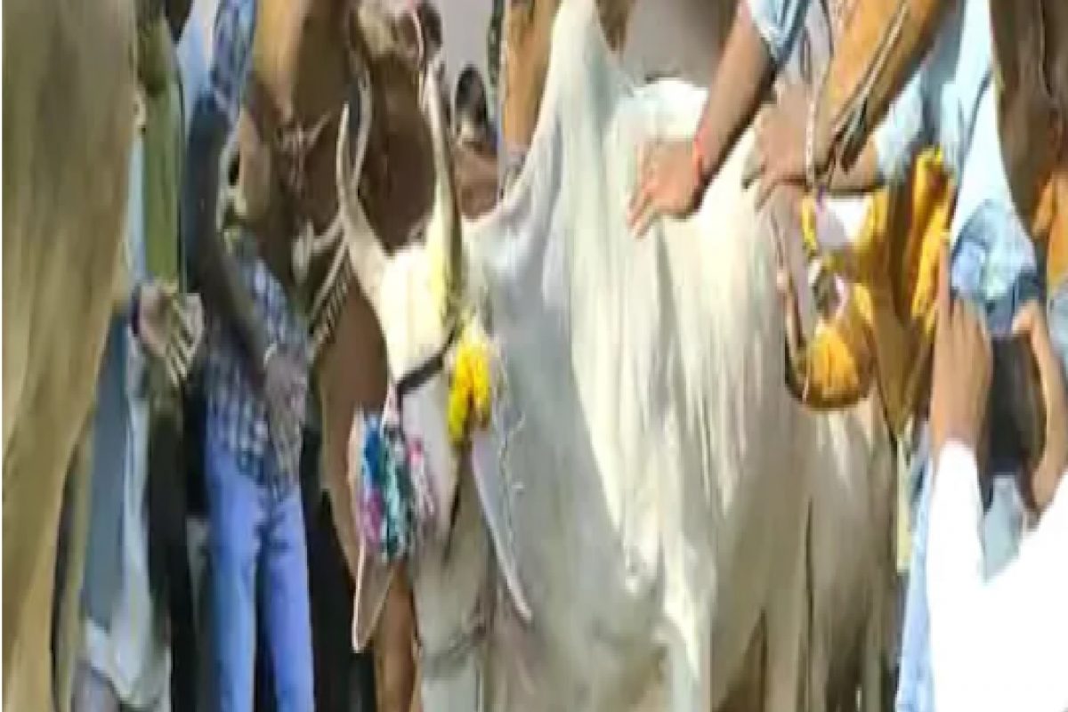 दिवाळीच्या दुसऱ्या दिवशी 'मृत्यूचा खेळ', ग्रामस्थांना तुडवतात गायी; पाहा VIDEO