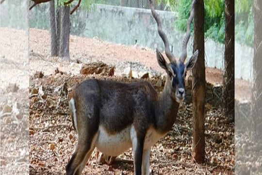 धक्कादायक ! प्राणी संग्रहालयांमधील तब्बल 200 प्राण्यांचा मृत्यू सर्वाधिक मृत्यू राणीच्या बागेत