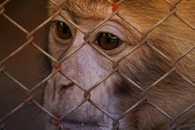धक्कादायक! मध्यरात्रीच 3 महिन्याच्या बाळाला घरातून पळवून नेत माकडाने केली हत्या