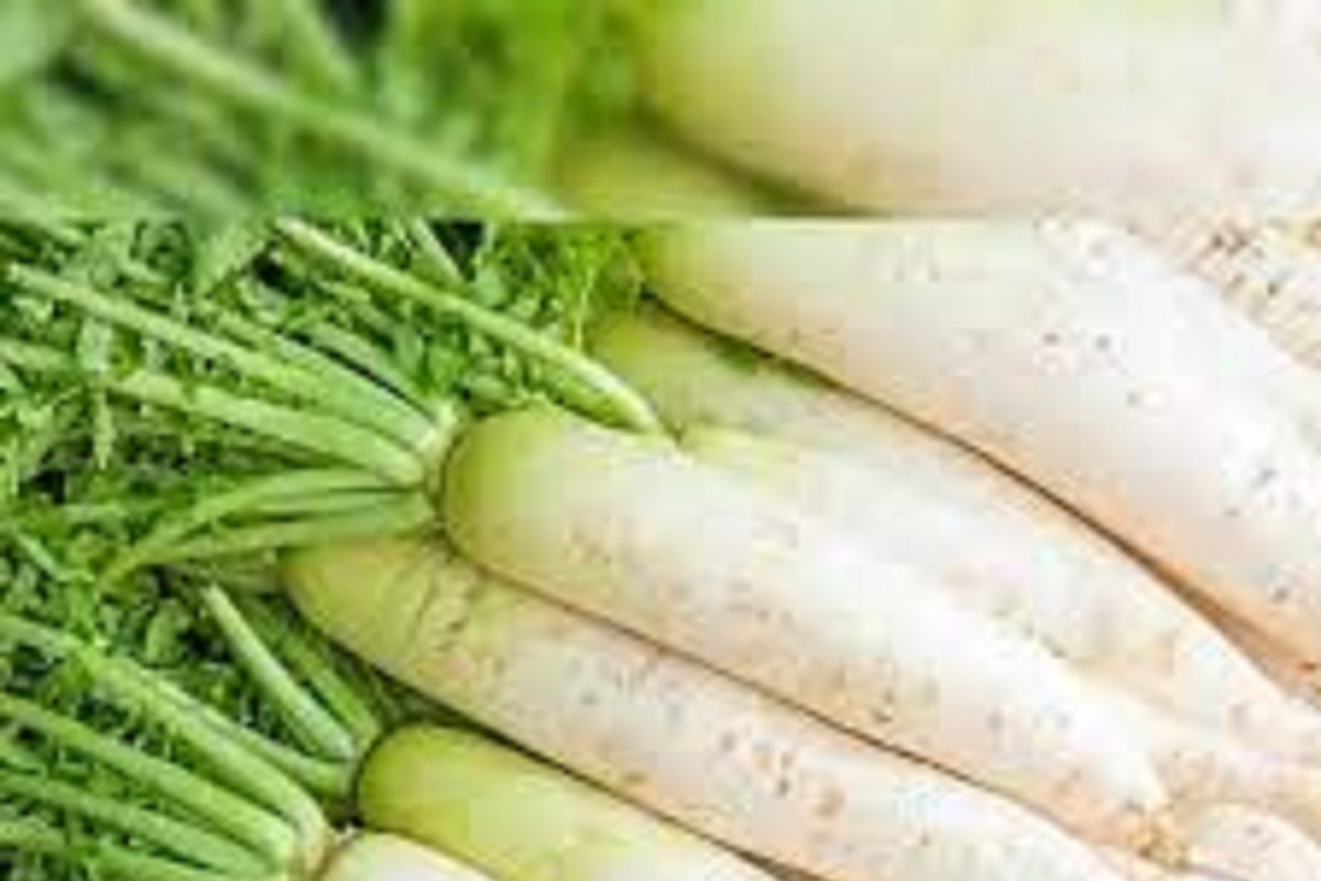Radish Health Benefits: हृदय विकारांसह BP सुद्धा राहील नियंत्रणात; हिवाळ्यात मुळा खाण्याचे इतके आहेत फायदे