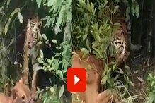 झुडपात दडून बसलेल्या वाघाने गाईवर केला हल्ला आणि मग..., पाहा शिकारीचा LIVE VIDEO झुडपात दडून बसलेल्या वाघाने गाईवर केला हल्ला आणि मग..., पाहा शिकारीचा LIVE VIDEO