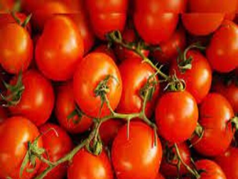 एका वर्षात बहुतांश राज्यांमध्ये टोमॅटोचे भाव (Tomato Rate) 50 टक्क्यांनी वाढले आहेत. लोकलसर्कल या डिजिटल कम्युनिटी बेस्ड प्लॅटफॉर्मनं नुकत्याच केलेल्या सर्वेक्षणात टोमॅटोच्या किमती गेल्या दोन महिन्यांत 25 टक्क्यांनी वाढल्याचं सांगितलंय.