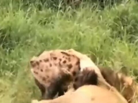 व्हिडिओमध्ये तुम्ही पाहू शकता, की सिंहानी तरसाला आपल्या शक्तीशाली जबड्यात पकडलं आहे. मात्र, तरसही हार मानायला तयार नाही. तोदेखील सिंहासोबत लढा देऊ लागतो. 