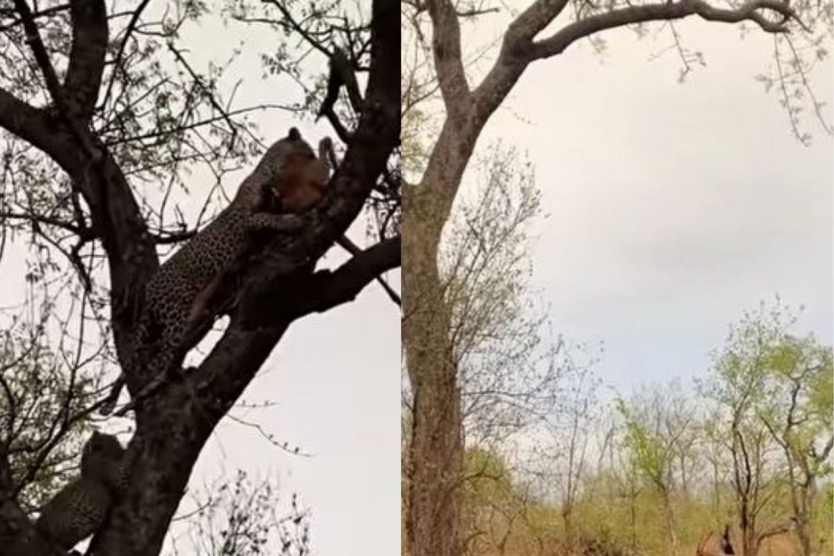 बापरे! मृत्यूनंतर हरणानं घेतला बदला; घाबरून बिबट्यानं ठोकली धूम, पाहा VIDEO