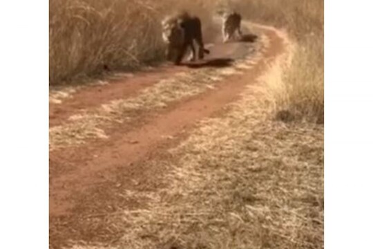 Shocking Video: सिंहासमोर जमिनीवर झोपून फोटो काढत होता फोटोग्राफर अन्...; पाहा पुढे काय घडलं