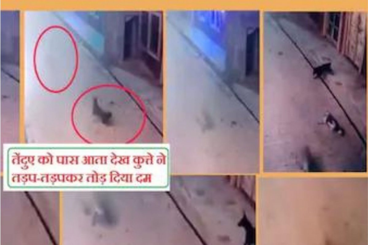 समोर बिबट्या दिसताच कुत्र्याला आला हृदयविकाराचा झटका; तडफडून मृत्यू, मन हेलावणारा VIDEO