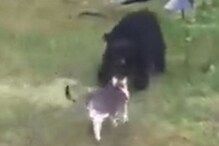 इवल्याशा मांजरानं केली अस्वलाची हवा टाईट; VIDEO पाहून तुम्हीही व्हाल अचंबित