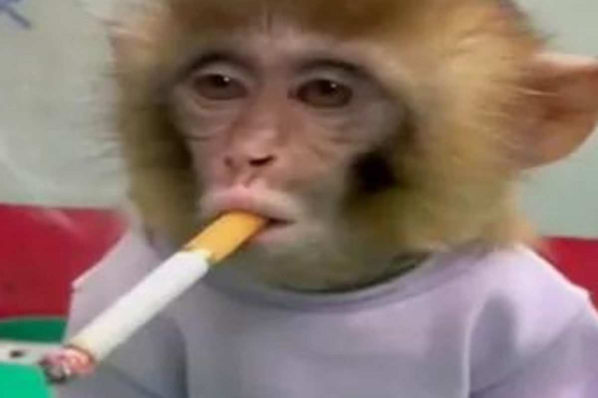 प्राणीसंग्रहालयातील स्टाफनं माकडाला दिली सिगारेट, मुक्या प्राण्याची झालेली अवस्था पाहून संतापले लोक