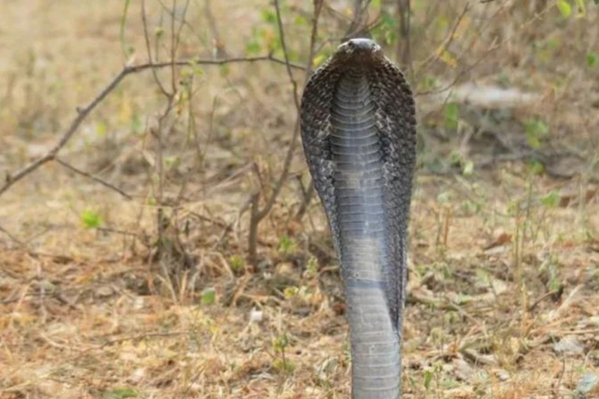 जंगल सफारीसाठी गेलेल्या तरुणाला ती चूक भोवली; कोब्राने घेतला गुप्तांगाला चावा अन्...