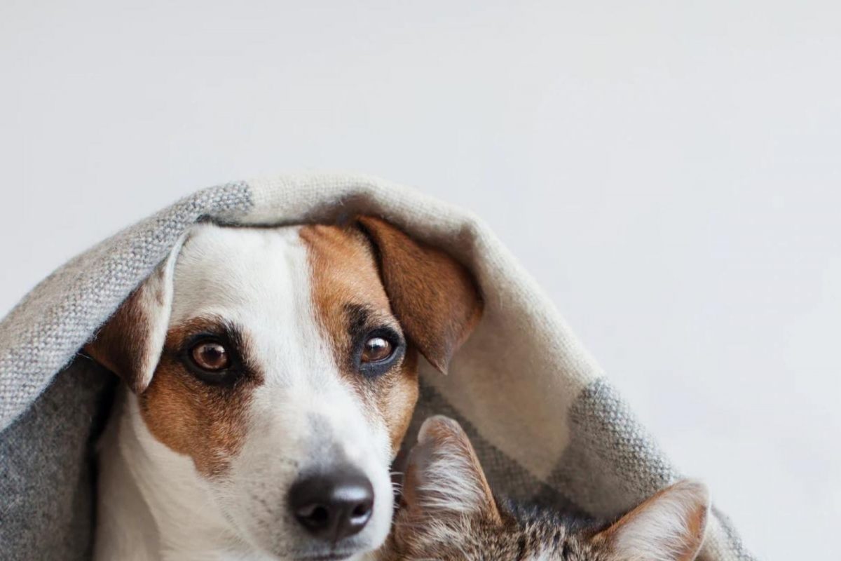 सावधान! माणसांपाठोपाठ आता पाळीव प्राण्यांमध्ये आढळला कोरोनाचा 'अल्फा' व्हेरिएंट, दिसली ही लक्षणं