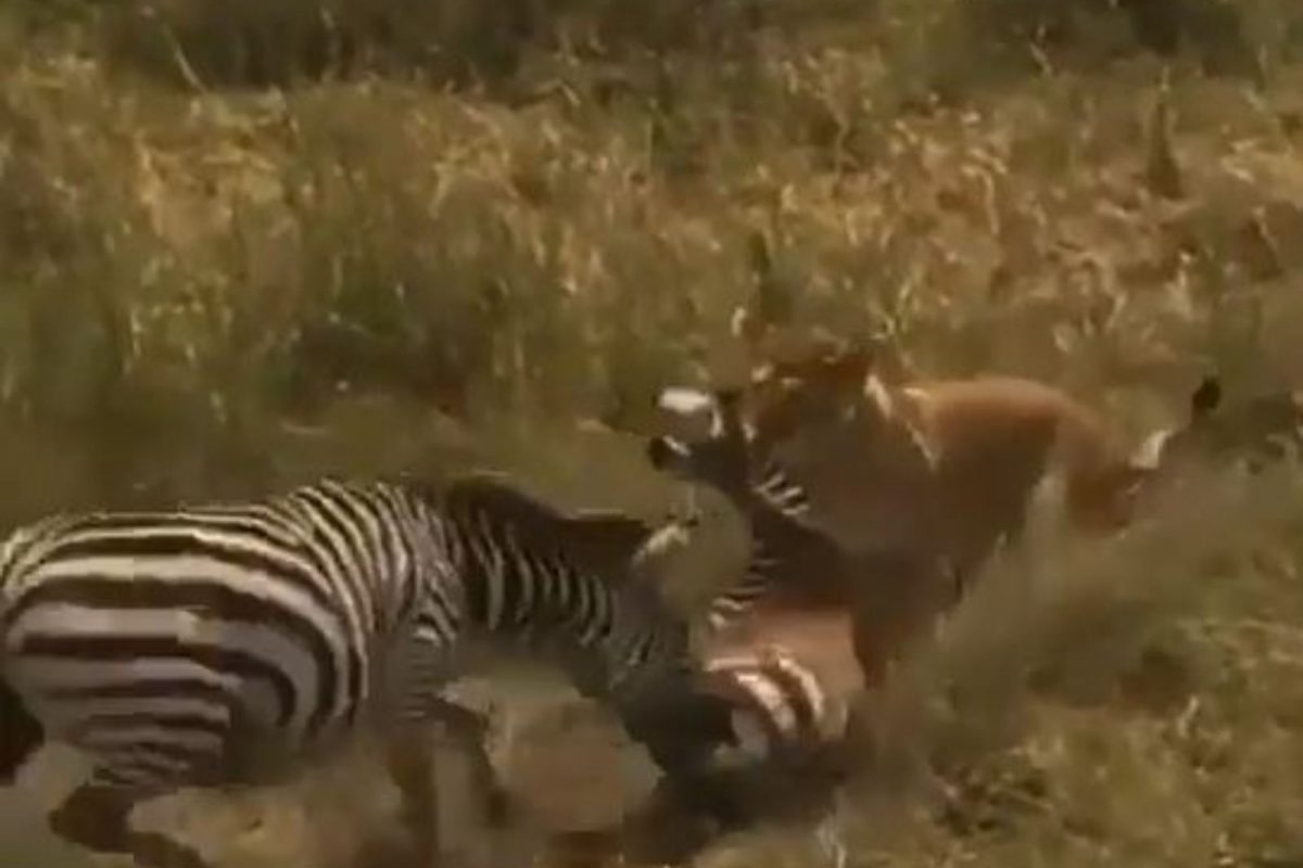 आईचं प्रेम! पिल्लाला वाचवण्यासाठी सिंहासोबत भिडली मादी झेब्रा; पाहा शेवटी काय घडलं, VIDEO