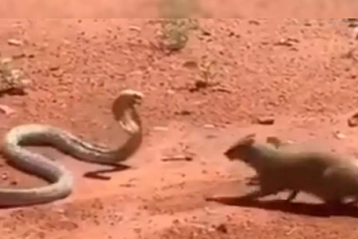 मुंगसासोबतच्या तुंबळ लढाईत गंभीर जखमी झाला कोब्रा; आता जबड्याची होणार सर्जरी