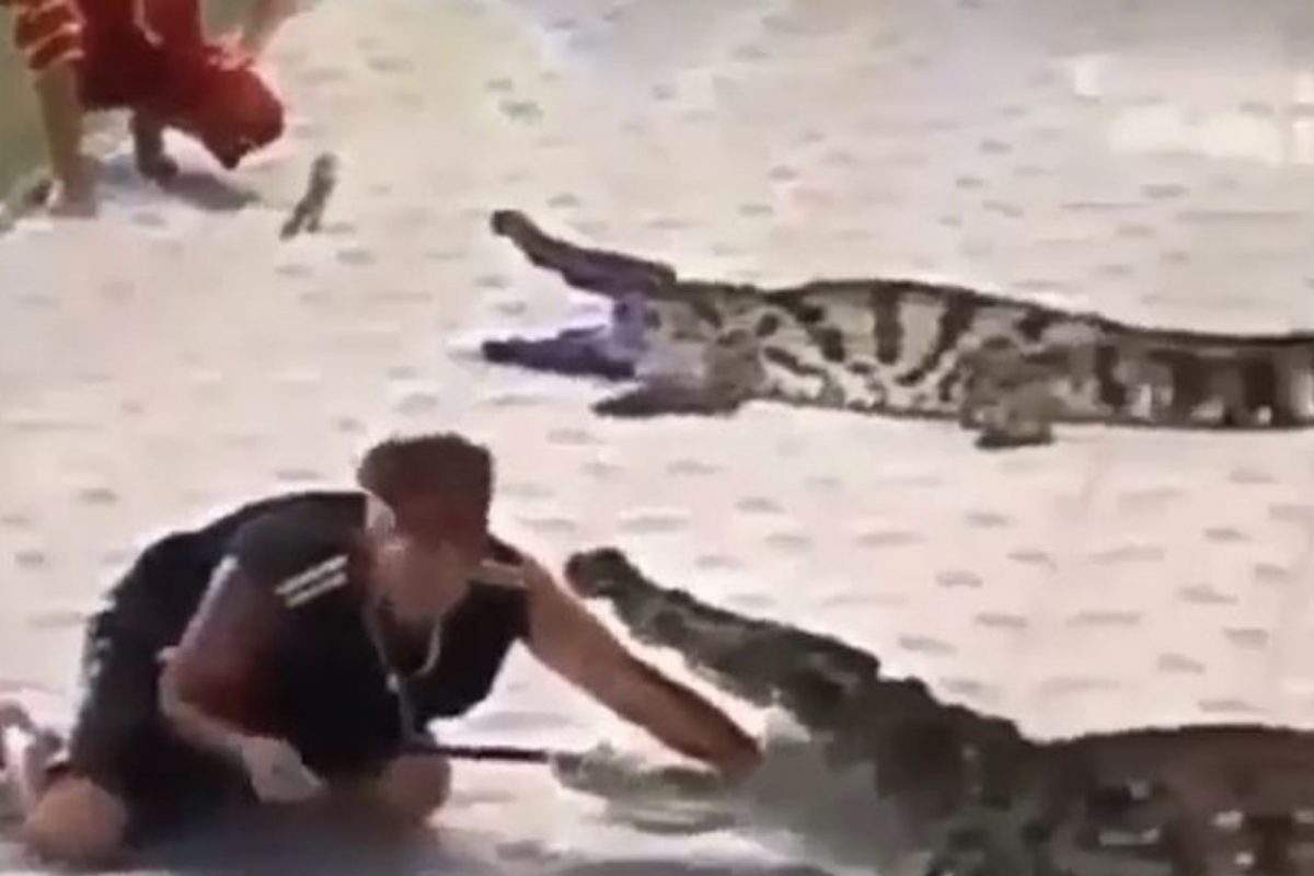 तरुणानं मगरीच्या जबड्यात घातला संपूर्ण हात; चवताळलेल्या मगरीनं केला हल्ला अन्.., Shocking Video