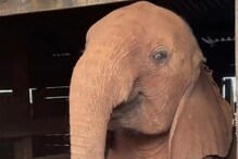 याला म्हणतात रुबाब; हत्तीच्या पिल्लाला मिळाली Z प्लस सुरक्षा, पाहा Viral Video याला म्हणतात रुबाब; हत्तीच्या पिल्लाला मिळाली Z प्लस सुरक्षा, पाहा Viral Video