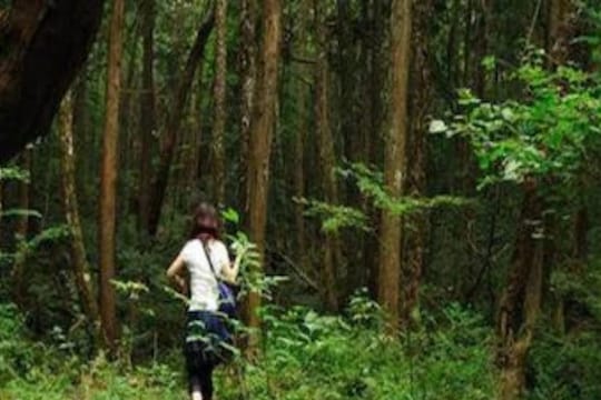 रहस्यमयी! या जंगलात गेलेलं कोणीच परत येत नाही; आत जाताच आत्महत्या करतात लोक