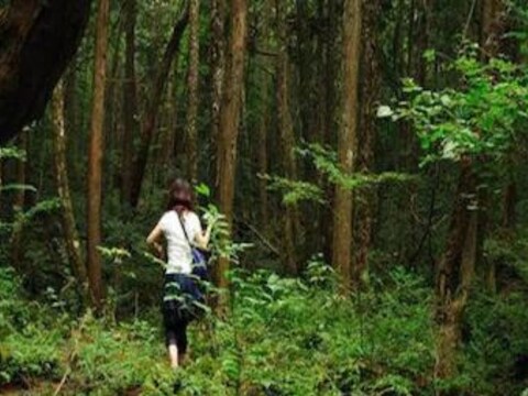आओकीगाहरा जंगलात (Aokigahara Forest) अनेक वेगवेगळ्या प्रकारची झाडं आहेत. या जंगलात जितके लोक येतात, त्यातील बहुतेक लोक इथेच भटकतात आणि आपला जीव देतात (Suicide Forest) . 
