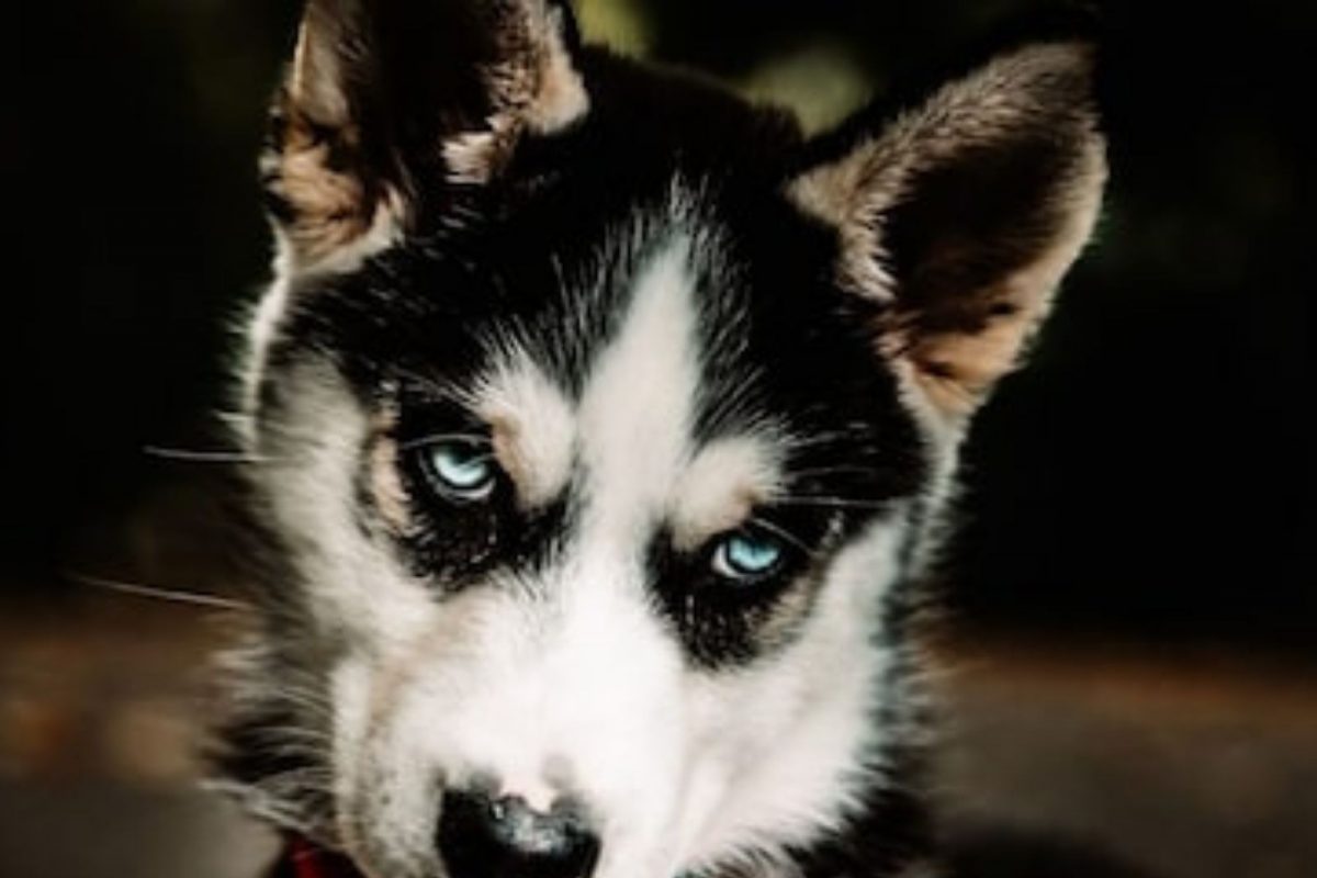 ज्याला कुत्रा समजून पाळलं तो निघाला अतिशय घातक प्राणी; घेतले अनेक जीव