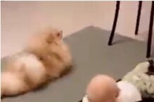 कुत्र्यानं चिमुकल्याला रांगायला शिकवलं; ही अनोखी मैत्री जिंकेल मन, VIDEO कुत्र्यानं चिमुकल्याला रांगायला शिकवलं; ही अनोखी मैत्री जिंकेल मन, VIDEO