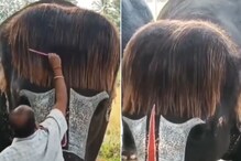 हत्तीनं मॉडेलप्रमाणे मालकाकडून केस विंचरून घेतले; खास हेअरस्टाईल एकदा बघाच,VIDE0 हत्तीनं मॉडेलप्रमाणे मालकाकडून केस विंचरून घेतले; खास हेअरस्टाईल एकदा बघाच,VIDE0