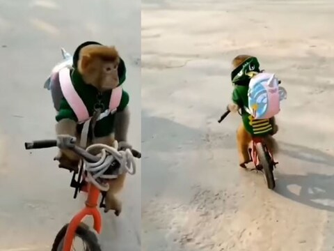व्हिडिओमध्ये दिसतं की क्यूट माकड छोटी सायकल चालवत आहे (Monkey Cycling Video). या माकडाचे लहान मुलांप्रमाणे सुरू असलेले चाळे पाहून तुमच्याही चेहऱ्यावर हसू खुलेल. 