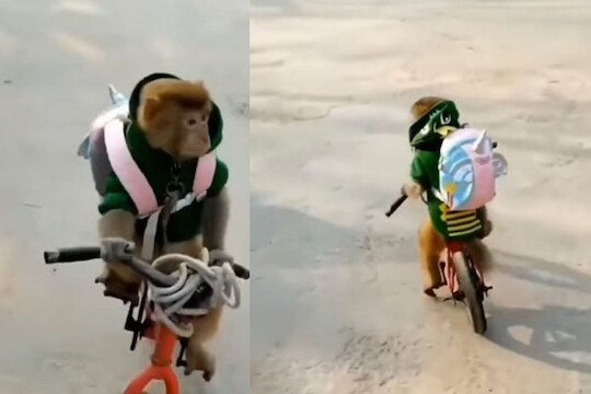 शाळेचा गणवेश अन् पाठीवर बॅग घेऊन सायकल चालवताना दिसलं माकड; पाहा VIDEO