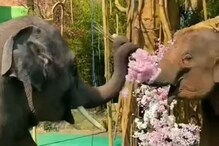 हत्तीने हत्तीणीला केलं अनोख्या अंदाजात प्रपोज; कधीही पाहिला नसेल असा VIDEO