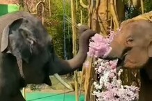 हत्तीने हत्तीणीला केलं अनोख्या अंदाजात प्रपोज; कधीही पाहिला नसेल असा VIDEO हत्तीने हत्तीणीला केलं अनोख्या अंदाजात प्रपोज; कधीही पाहिला नसेल असा VIDEO