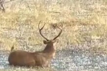 पाणी पित असतानाच बिबट्याचा हल्ला; जीव मुठीत घेऊन पळालं हरण अन्..., पाहा VIDEO पाणी पित असतानाच बिबट्याचा हल्ला; जीव मुठीत घेऊन पळालं हरण अन्..., पाहा VIDEO
