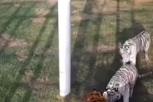 VIDEO : 3 वाघांच्या तावडीत सापडली मांजर; बचावासाठी शेवटपर्यंत लढली अन्... VIDEO : 3 वाघांच्या तावडीत सापडली मांजर; बचावासाठी शेवटपर्यंत लढली अन्...