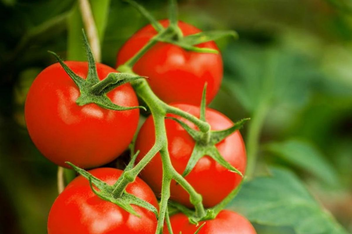 टोमॅटोच्या वाढत्या किमतींपासून कधी मिळणार दिलासा? केंद्र सरकारनं दिलं उत्तर